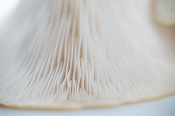 Close up of Oyster Mushroom's Cap Membranes