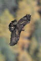 Wild golden eagle (Aquila Chrisaetos) flying over an autumnal forest. Alps Mountains, Italy.