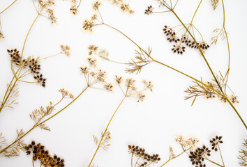 Pressed Dried Flowers as Dreamy Background