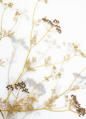 Pressed Dried Flowers as Dreamy Background