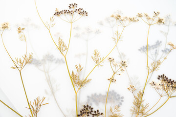 Pressed Dried Flowers as Dreamy Background