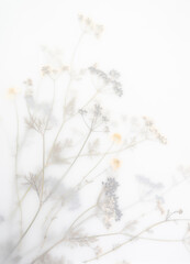 Pressed Dried Flowers as Dreamy Background
