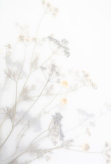 Pressed Dried Flowers as Dreamy Background