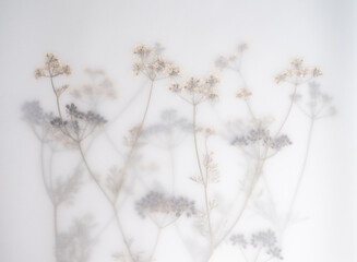 Pressed Dried Flowers as Dreamy Background