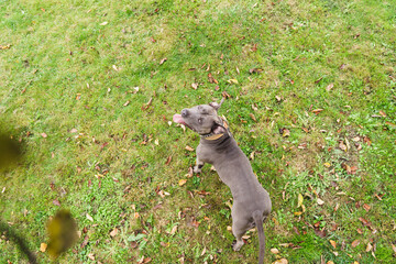 Pit bull dog looking up on grass in autumn park