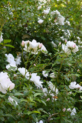 FLOR FLORES ROSAS BOSQUE FUCSI BLANCO JARDÍN PRADO BOSQUE ENCANTADO