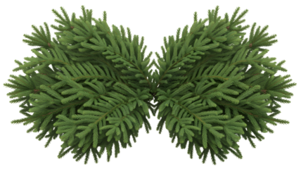 Symmetrical arrangement of fresh green fir tree branches forming a butterfly shape isolated on transparent background