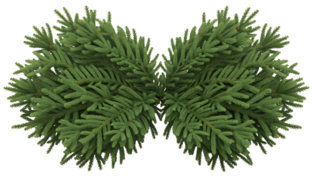Symmetrical arrangement of fresh green fir tree branches forming a butterfly shape isolated on transparent background