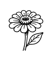 Fototapeta premium hand drawn cute doodle style zinnia bloom vector line illustration line isolated on white background