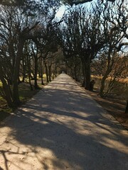 Tree alley pathway in early spring