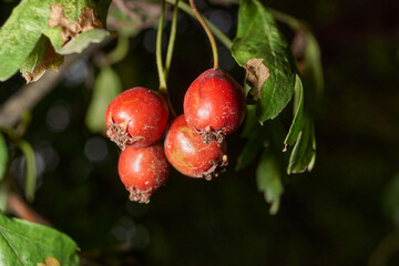Ripe hawthorn fruits hanging on a branch among dense foliage. Natural seasonal background for health and nature illustrations. Macrophotography of hawthorn fruits on a background of green leaves.