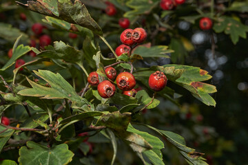 Ripe hawthorn fruits hanging on a branch among dense foliage. Natural seasonal background for health and nature illustrations. Macrophotography of hawthorn fruits on a background of green leaves.