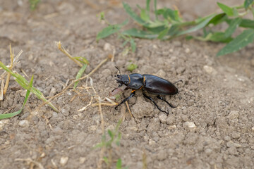 Female stag beetle.Deer beetle crawling on the ground in the grass.