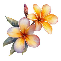 Plumeria Flower, watercolor clipart vector, isolated on a white background.