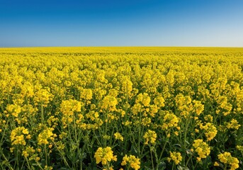 Fototapeta premium A vibrant and expansive landscape featuring blooming bright yellow rapeseed flowers stretching toward the horizon under a clear blue sky, golden, rapeseed, landscape