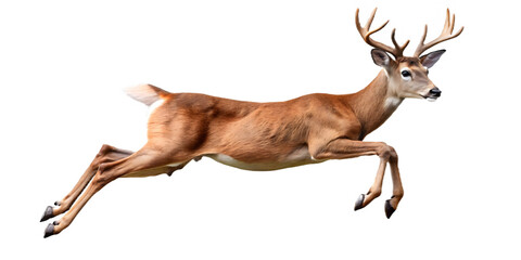Whitetailed deer jumping isolated on transparent background in the forest or meadow