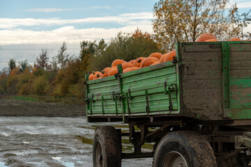 Obraz premium A mud-covered farm trailer loaded with orange pumpkins sits in a saturated, muddy field. The autumn trees and overcast sky complete the scene of post-harvest agriculture.