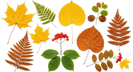 Obraz premium Transparent background with isolated, colorful autumn leaves including maple, fern, and cranberry. Nature and seasonal diversity.