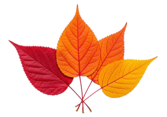 Four bundles of autumn leaves isolated on a transparent background, featuring vibrant colors ranging from red to yellow. Seasonal change and nature concept.