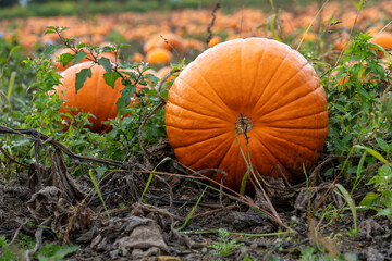 A single ripe orange pumpkin sits on the dark, muddy ground, with green weeds growing around it. The image conveys the autumn harvest season and the rough, natural environment of the field