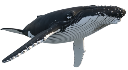 A 3D image of a humpback whale, isolated on a transparent background, with its black-and-white coloration and distinctive fins. Marine life and conservation.