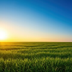 Fototapeta premium Brilliant golden sunlight warming a wide, vibrant field of lush green grass under a perfectly clear blue sky during the peak of summer, landscape, illuminated, midday