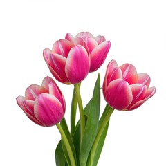 Naklejka premium Vibrant pink tulip flowers isolated on a clean white background, showcasing beauty and freshness. A perfect image for springtime concepts ,magenta ,holiday ,bud