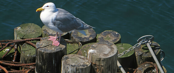 Seagull perched on a marine wood pilings next to dock