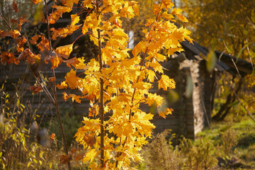 Maple tree branch with leaves in autumn
