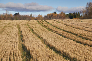 Traces of agricultural machinery passing through a field near an autumn forest
