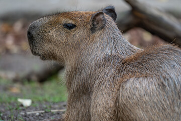 Noble Capybara Profile: Detailed Close-Up Portrait