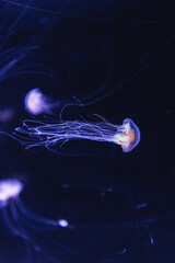 Jellyfish gracefully floating in the deep, blue sea. The translucent creature's delicate tentacles and bell-shaped body are highlighted against the dark