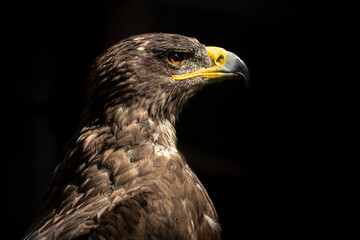 Detailed view of an eagle's focused eye. Perfect for nature, vision, and predator themes.