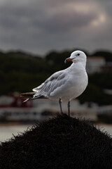 Seagull sits on the beach with the ocean and sky softly blurred in the background. Peaceful vacation vibe