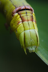 Green Caterpillar