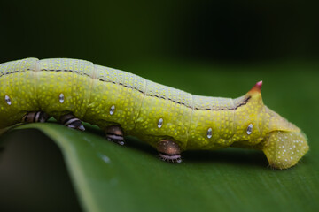 Green Caterpillar