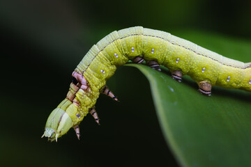 Green Caterpillar
