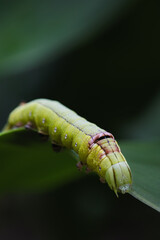 Green Caterpillar