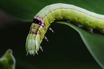 Green Caterpillar