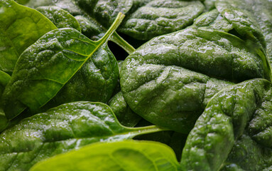 fresh green spinach