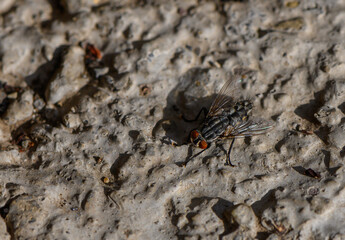 Fly Resting on Stone Surface