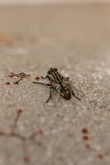 Fly Resting on Asphalt Surface