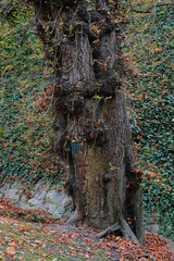 Picturesque forest tree in autumn in the park