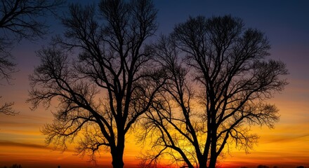 Naklejka premium Dramatic outline of dark, barren trees against a vibrant, colorful sky during golden hour. Atmospheric and focused on stark, natural form and shape ,dawn ,abstract ,tree
