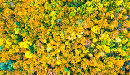 Drone view of dense autumn forest with golden and green trees forming a vibrant natural mosaic