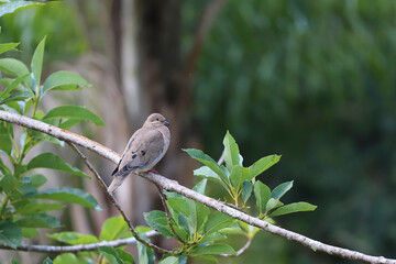 Horizontal close-up of an Eared Dove (Zenaida auriculata) perched on a thin branch. Gray-brown plumage and red feet. Surrounded by shiny green leaves, with a blurred dark green background.