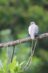 Back view of an Eared Dove (Zenaida auriculata) perched on a thick branch. Pale gray plumage with spots on the wings. Blurred background with green tones and foreground foliage.