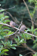 A pair of Eared Doves (Zenaida auriculata) perched on a branch among green foliage. Birds with gray and brown feathers and red feet. Wildlife and mating scene.