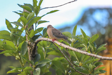 Vertical close-up of a female Eared Dove (Zenaida auriculata) perched on a branch. Gray-brown plumage, with a cinnamon chest and red feet. Surrounded by green leaves, against a bright sky.