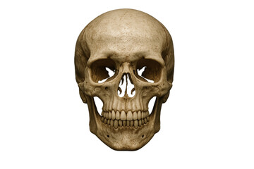 Obraz premium Human skull frontal view jaw closed dramatic studio lighting on deep black background